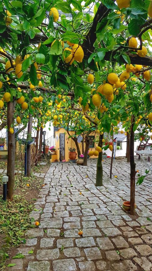 Villa Il Limoneto Degli Angeli à Minori Extérieur photo