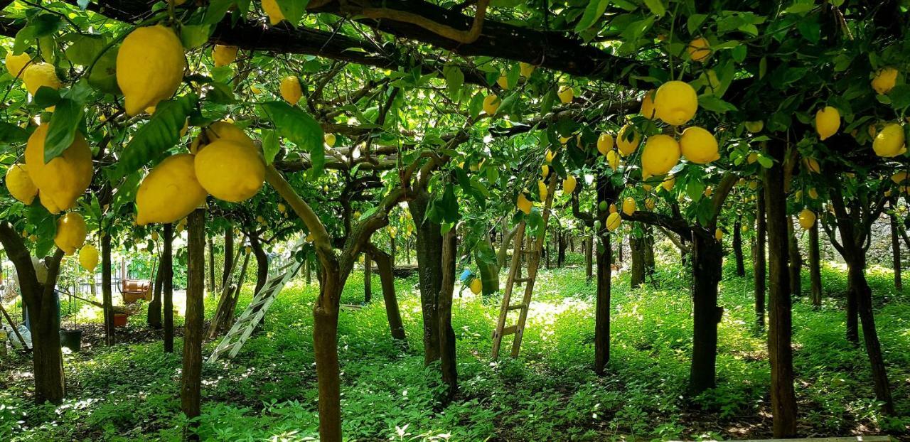 Villa Il Limoneto Degli Angeli à Minori Extérieur photo